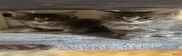 Maine Coon cats for sale: 6 beautiful blue silver mainecoons  - Advert 7