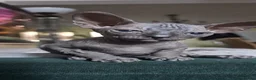 Sphynx cats for sale: Beautifull sphynx kittens for sale. - Advert 9