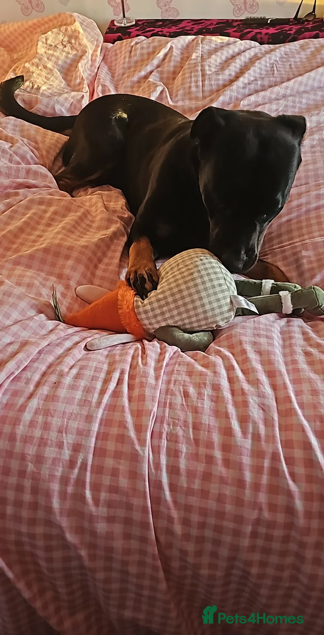 Mixed Breed dogs for sale: Rehoming rottie X - Advert 4