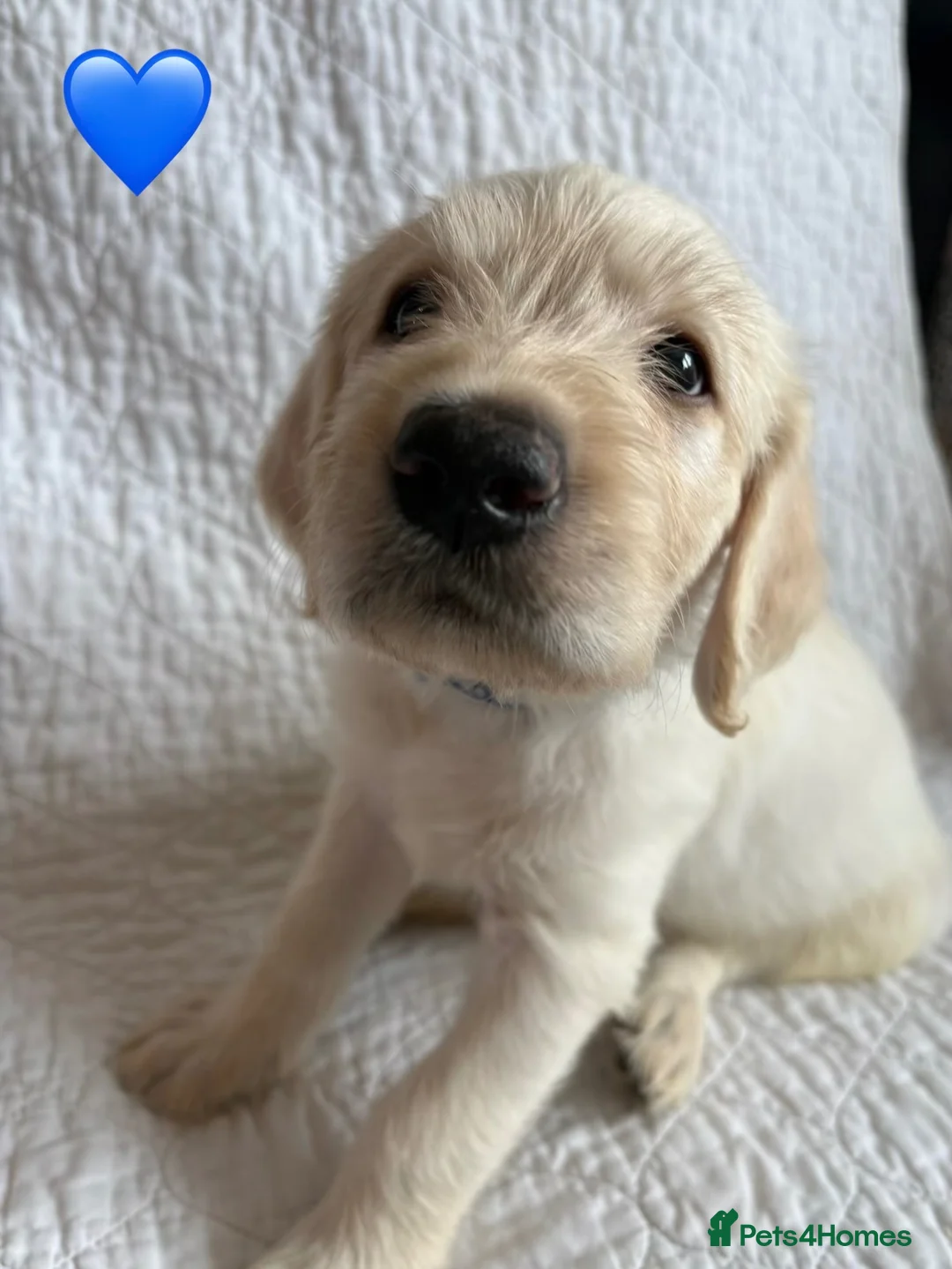 Labradoodle dogs for sale: Stunning Labradoodle puppies - Advert 33