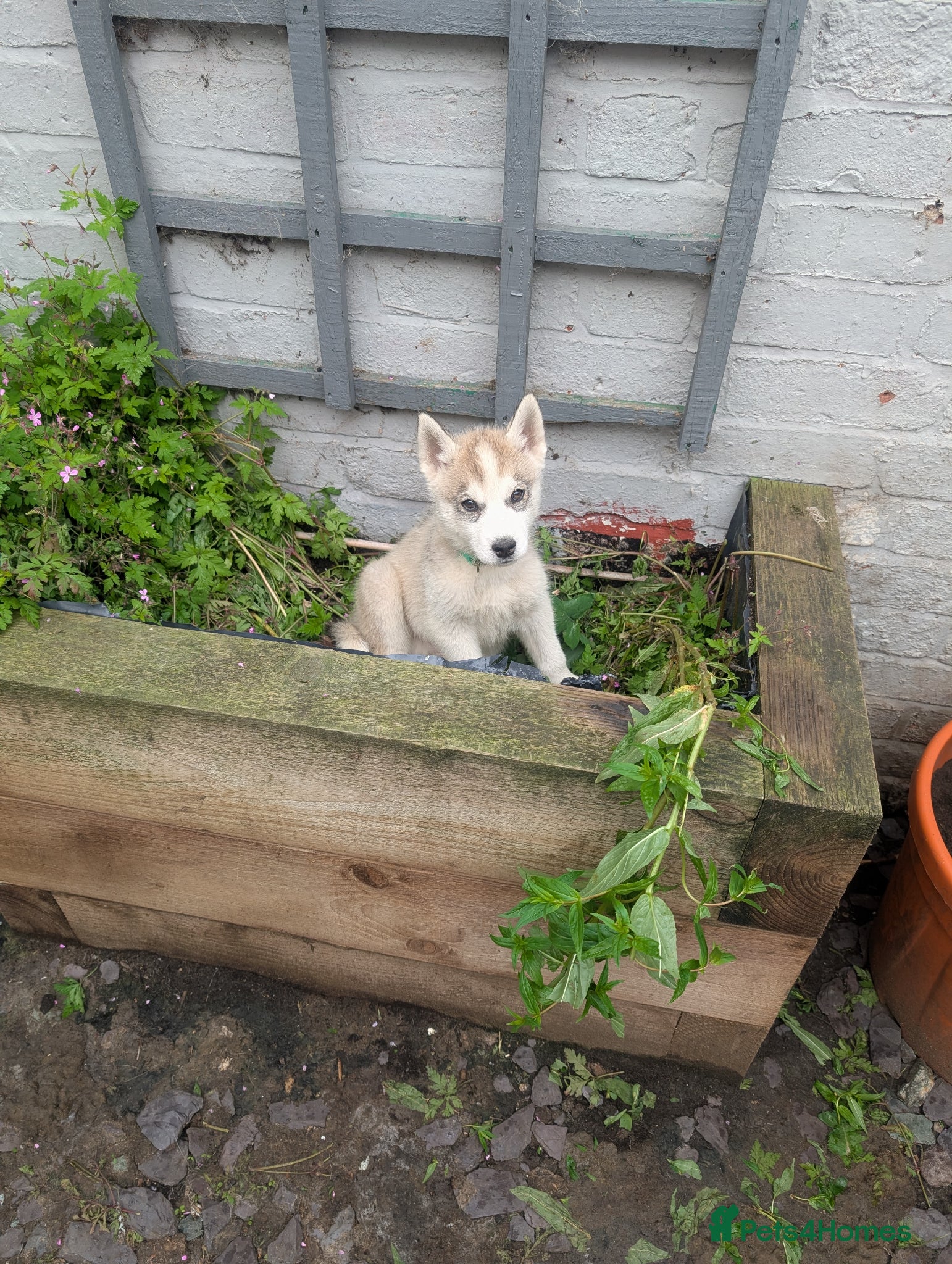 Siberian Husky dogs for sale: Siberian Husky puppies - Advert 14