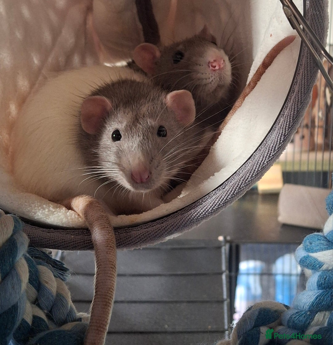 Rat rodents for sale: Male fancy rats - Advert 4