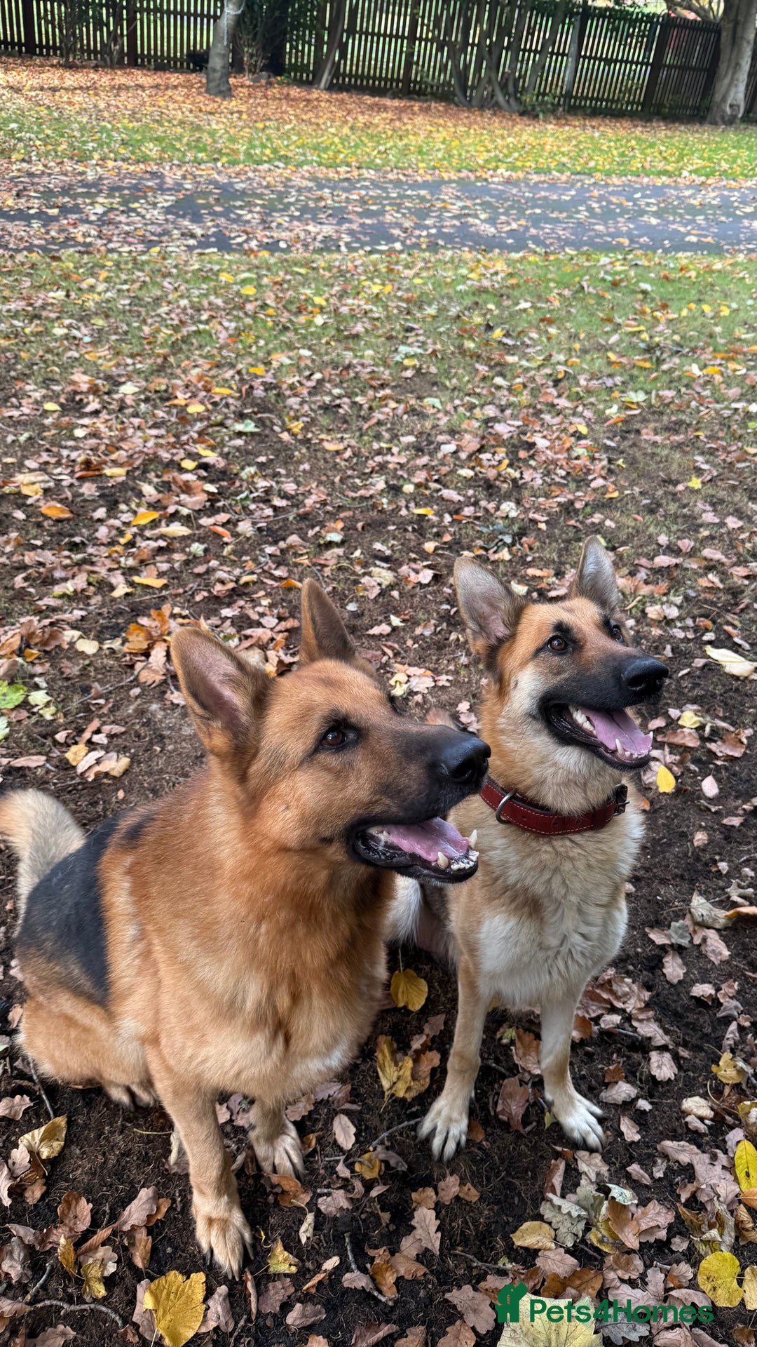 German Shepherd dogs for sale: Part of our love family ❤️ - Advert 4