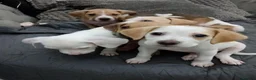 Mixed Breed dogs for sale: Beagle x staffy puppies 8 weeks in Rowley Regis - Advert 20