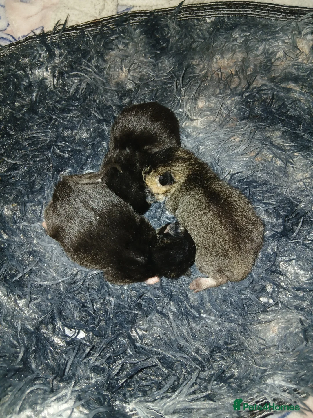 Ragdoll cats for sale: Kitten - Advert 5