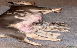 French Bulldog dogs for sale: FLUFFY AND PINK CARRIERS  - Advert 3