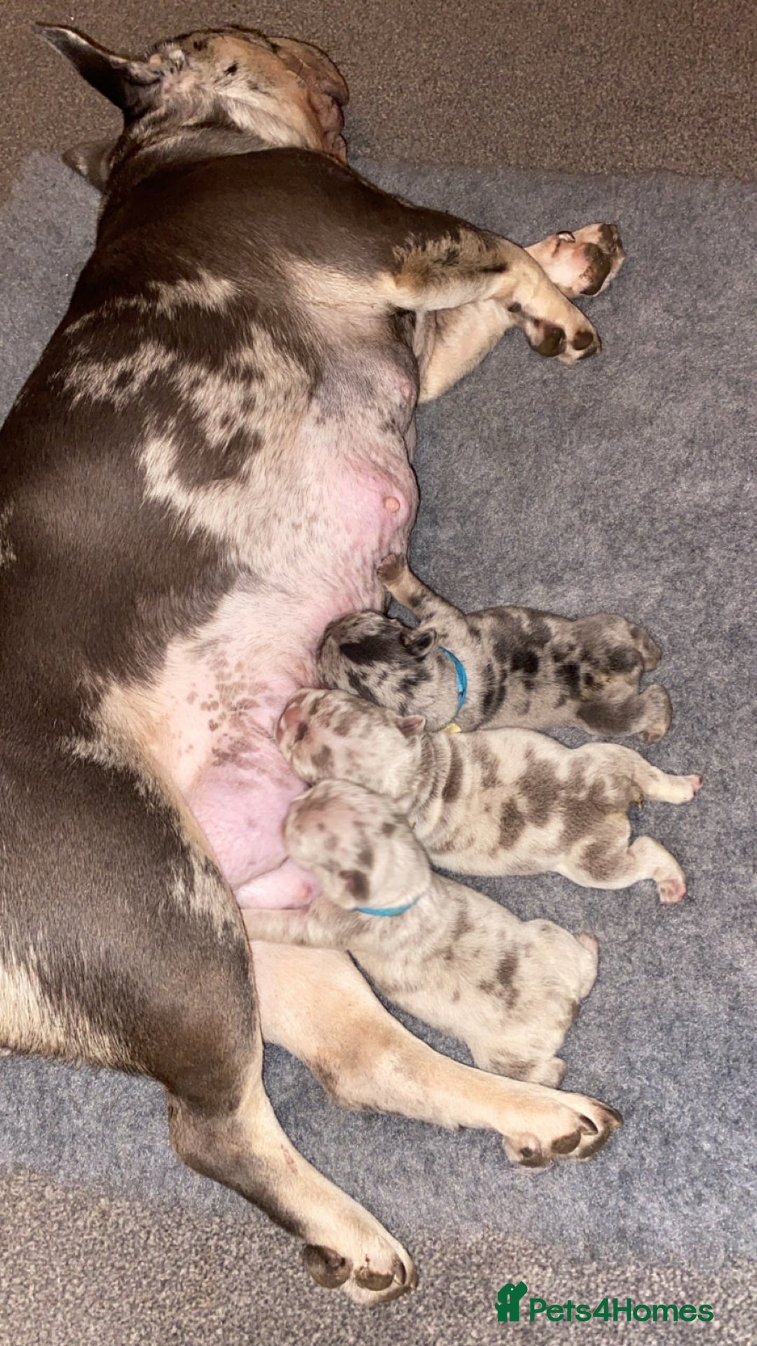 French Bulldog dogs for sale: FLUFFY AND PINK CARRIERS  - Advert 3