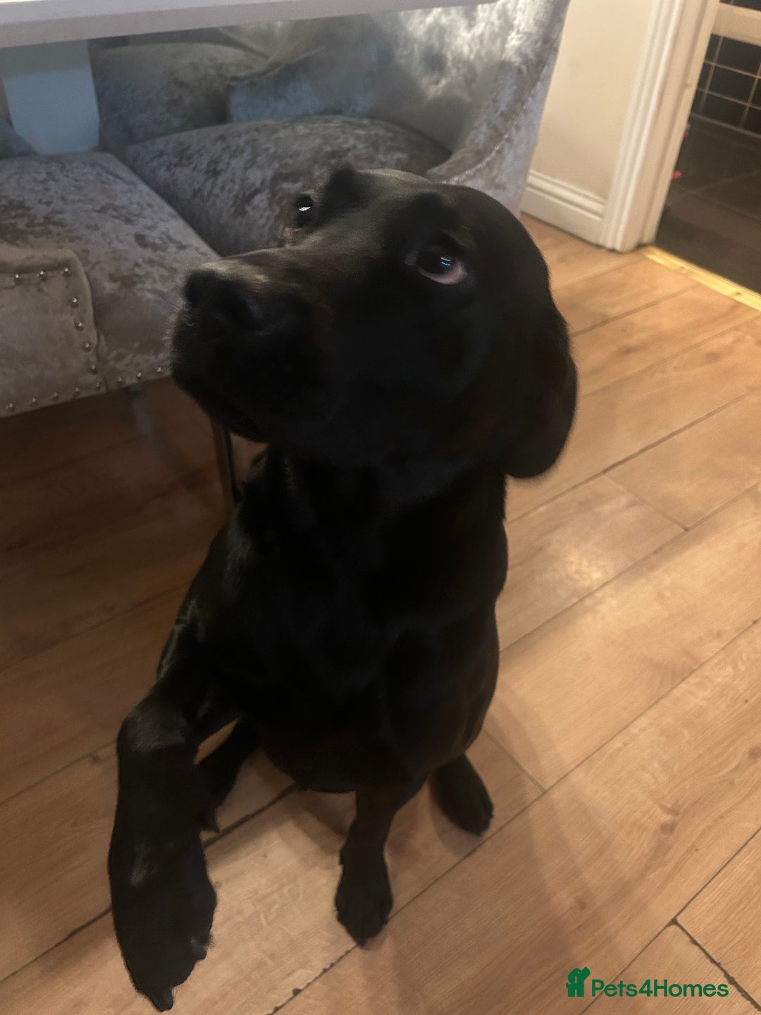 Labrador Retriever dogs for sale: 8 Labrador puppies for sale 🤍 - Advert 4