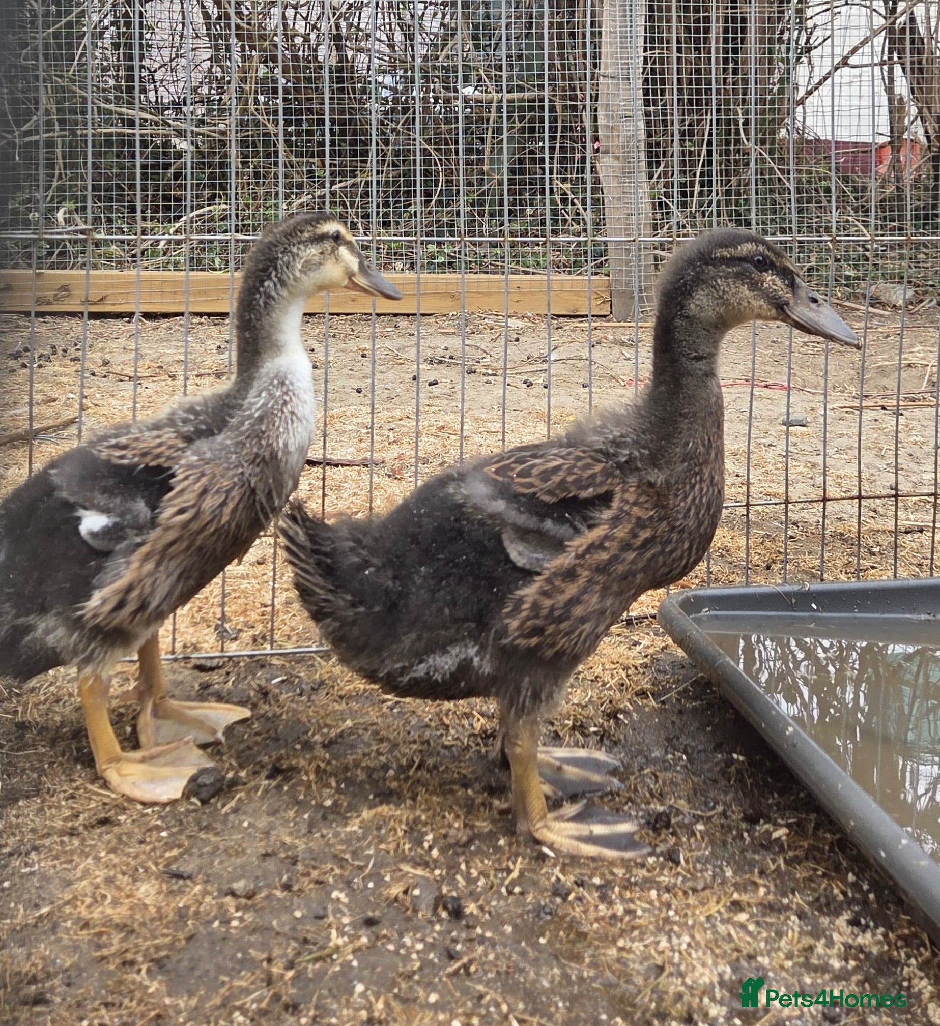 Ducks poultry Duck Pair For Sale - Advert 1