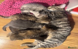 Mixed Breed cats for sale: Kittens (£250-£80) - Image 31