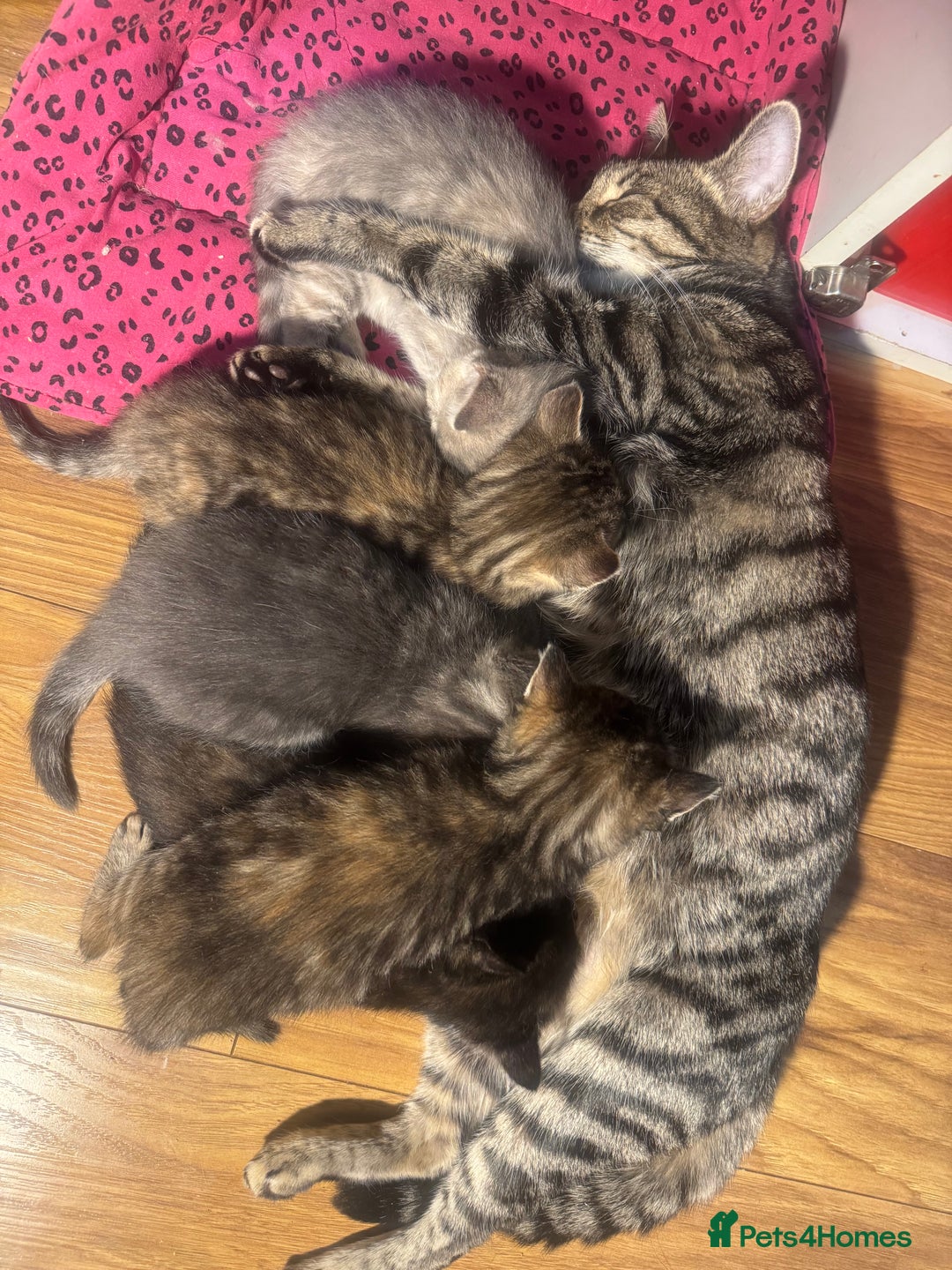 Mixed Breed cats for sale: Kittens (£250-£80) - Image 31