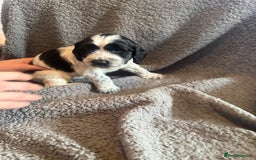 Mixed Breed dogs for sale: SprockerPoo Puppies ready 16/12 - Advert 7