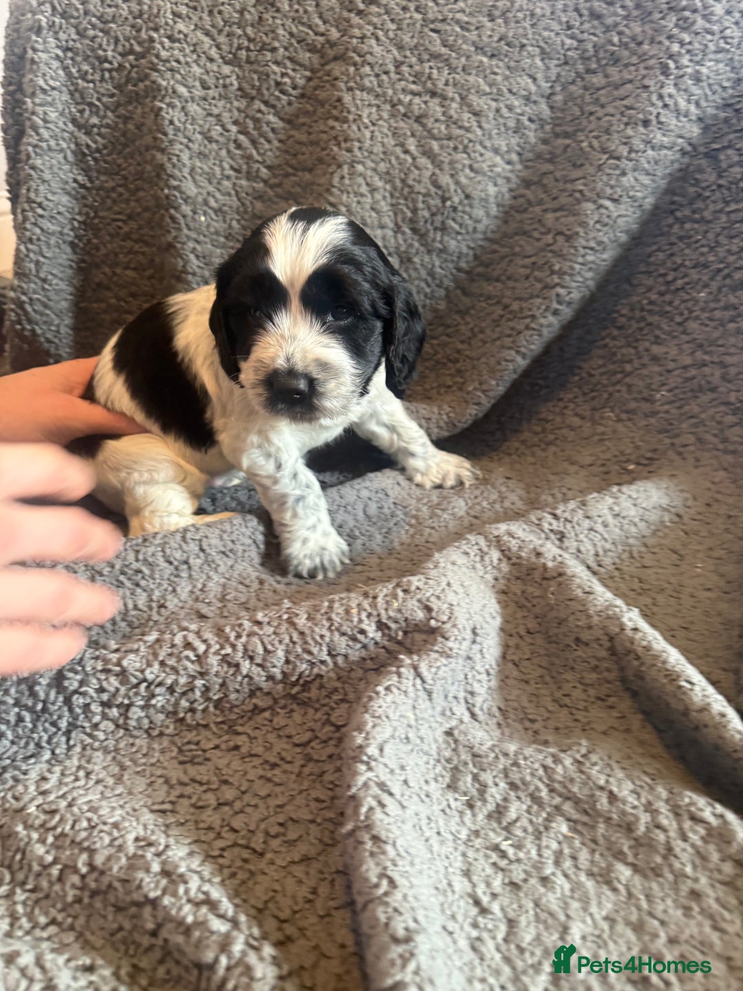 Mixed Breed dogs for sale: SprockerPoo Puppies ready 16/12 - Advert 7
