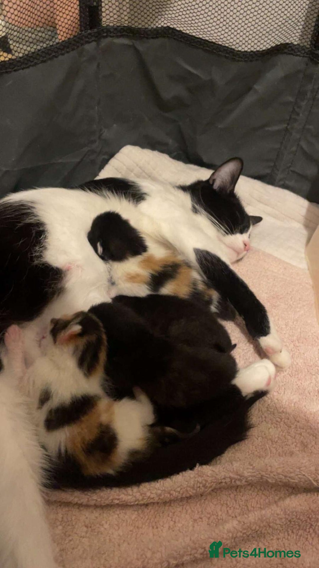 Domestic Shorthair cats for sale: 2 beautiful kittens  - Image 3