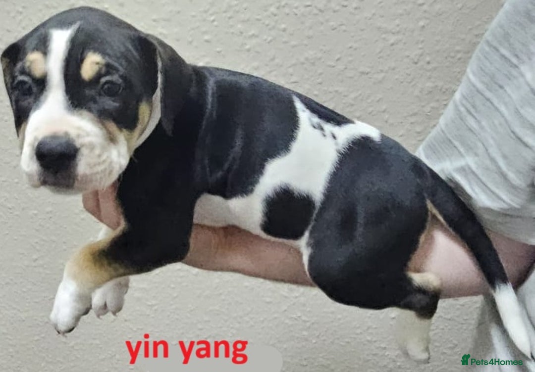 Mixed Breed dogs for sale: Confident & Well-Socialised Presa x Staffy Pups - Image 14
