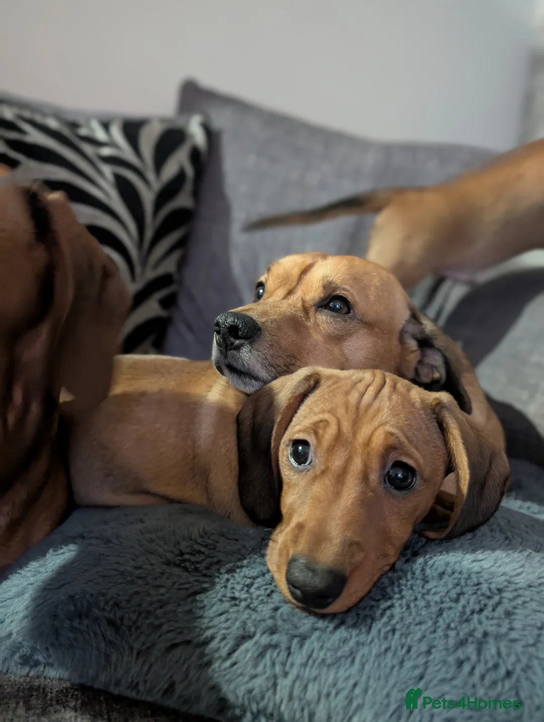 Mixed Breed dogs for sale: Dachshund x pug beautiful girl left - Advert 30