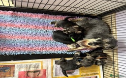 Miniature Schnauzer dogs for sale: Beautiful miniature schnauzers pups - Image 19
