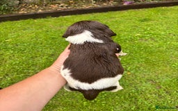 English Springer Spaniel dogs for sale: Springer Spaniel Puppies  - Image 25