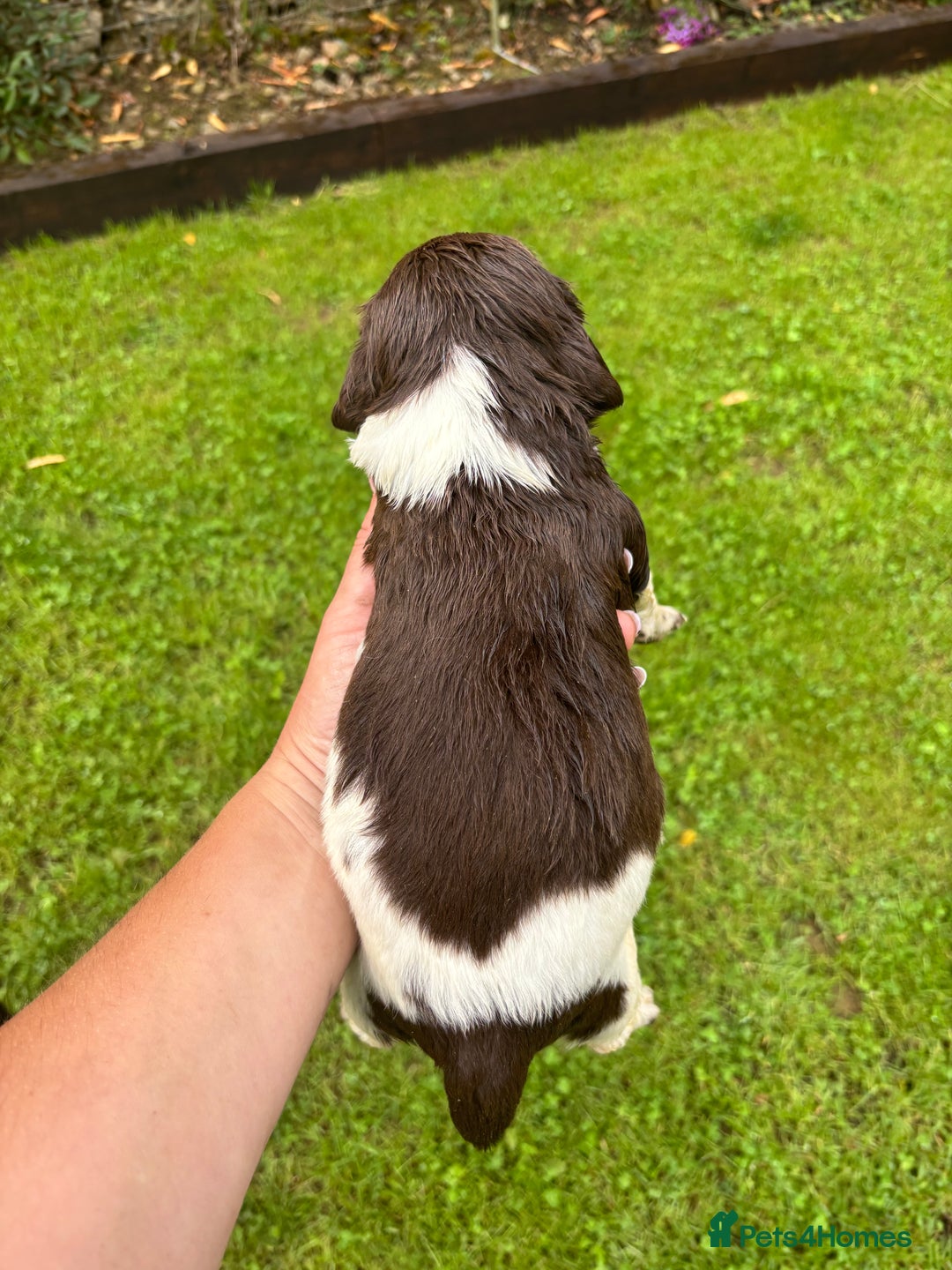 English Springer Spaniel dogs for sale: Springer Spaniel Puppies  - Image 25