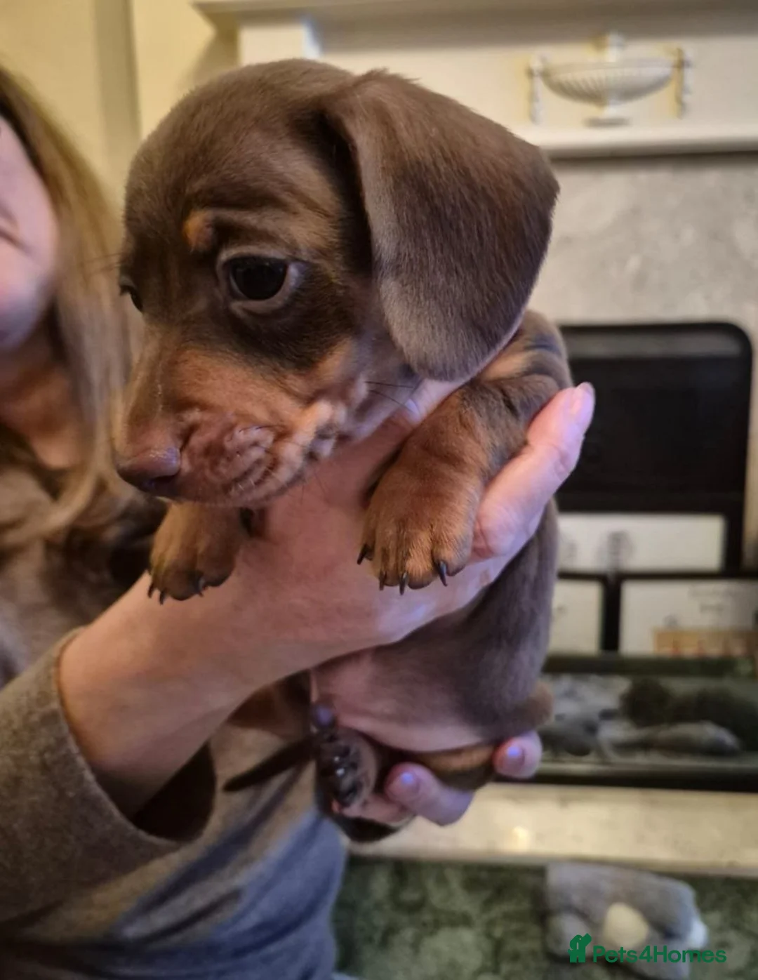 Miniature Dachshund dogs for sale: MAGNIFICENT MINIATURE DACHSHUND PUPPIES  - Advert 2