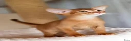 Abyssinian cats for sale: Two Abyssinian Pure bred Kitten female & Male .  in Northampton - Advert 3