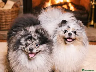 Pomeranian dogs Merle adult boys 💎💎 - Advert 14