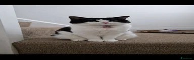 Mixed Breed 2