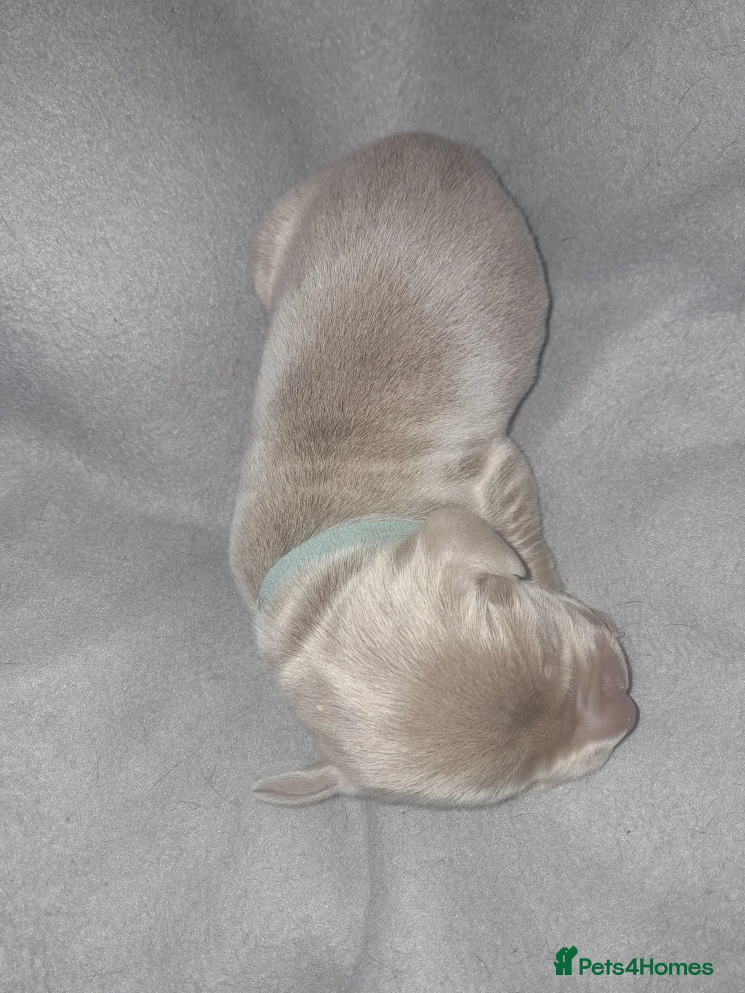 Weimaraner dogs for sale: Weimaraner gunalt champion bloodline KCregistered  - Advert 11