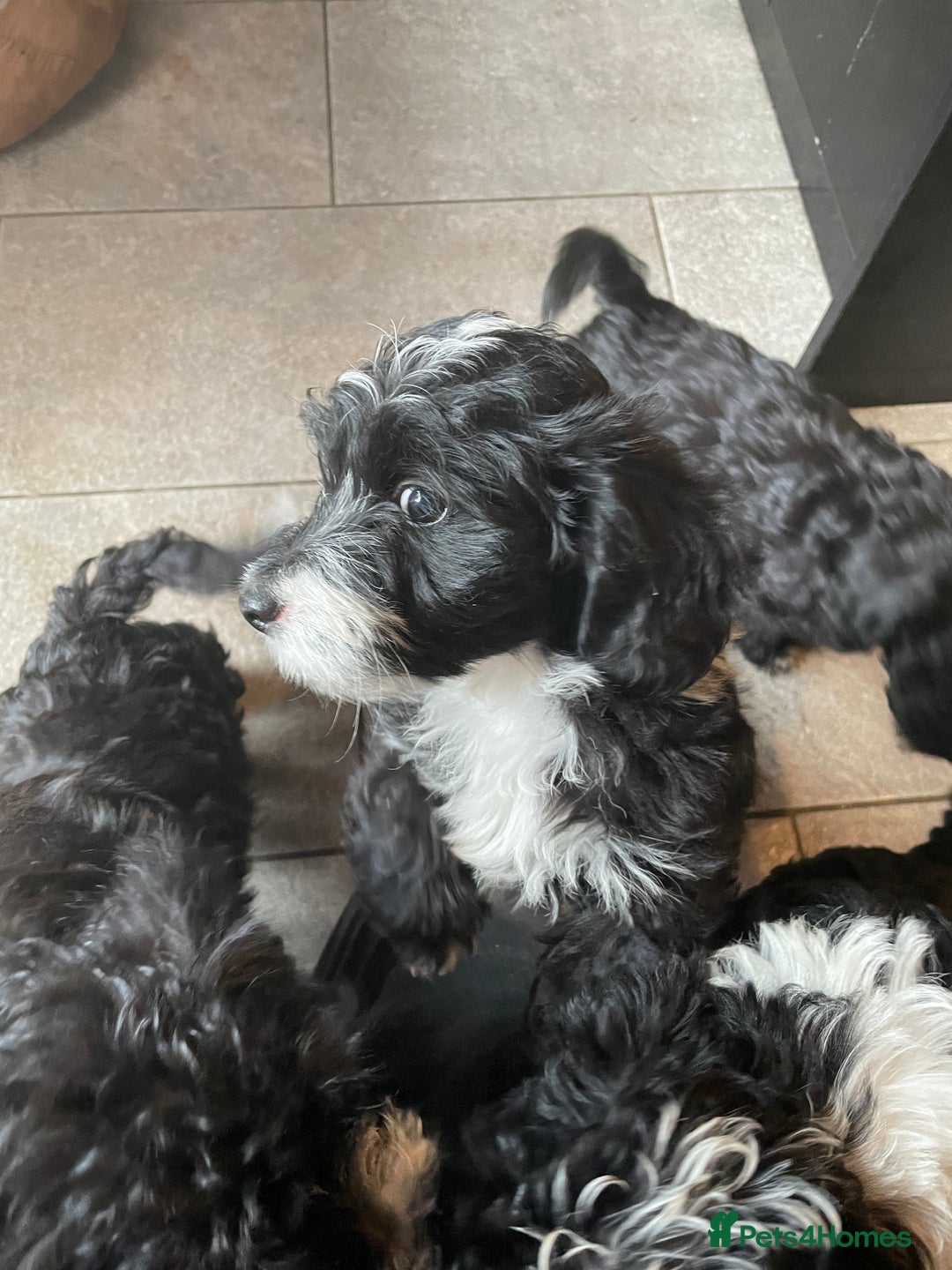 Toy Poodle dogs for stud: Beautiful, proven toy poodle for stud - Advert 14