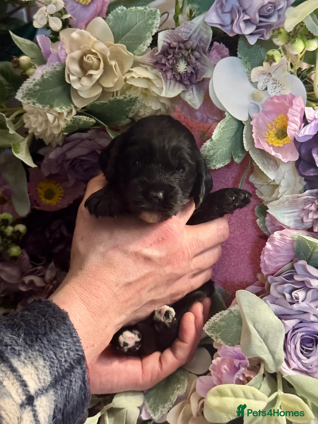 Cockapoo dogs for sale: 3 gorgeous f1 Cockerpoo puppies  - Advert 5