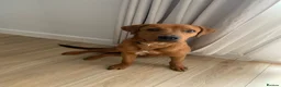 Mixed Breed dogs for sale: Male Rottie/bordeaux - Advert 10
