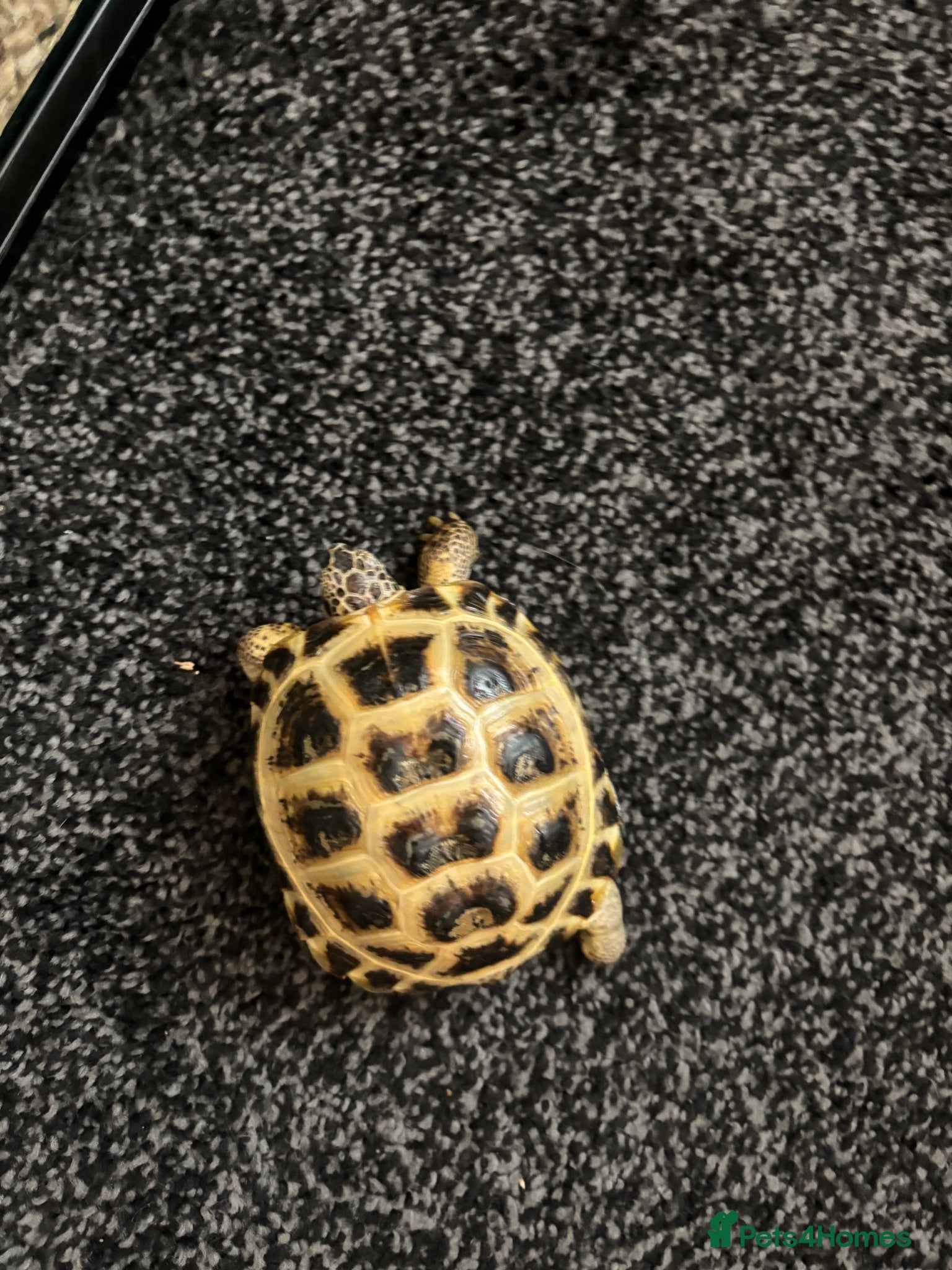 Tortoise reptiles Horsefield tortoise  - Advert 1