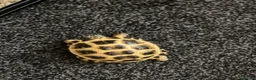 Tortoise reptiles for sale: Horsefield tortoise  in Manchester - Advert 1