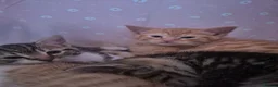 Mixed Breed cats for sale: Two litters of 9 kittens in Huddersfield - Advert 9
