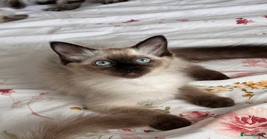 Ragdoll cats - Advert 3