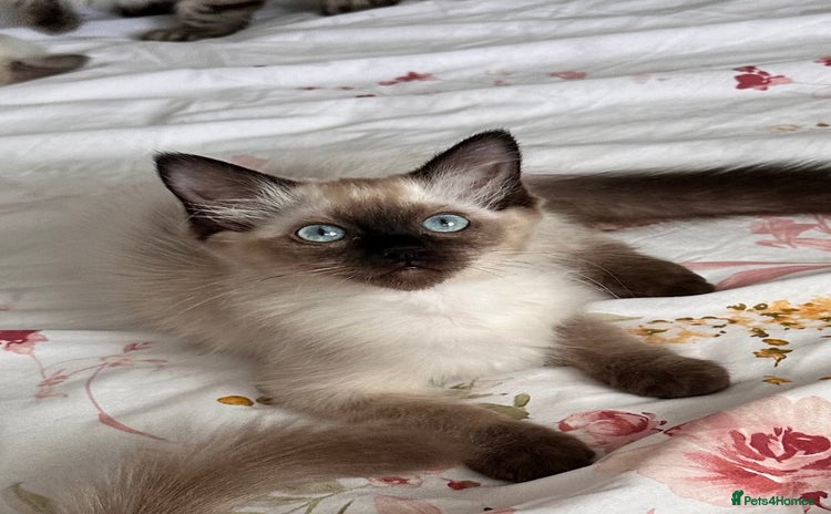 Ragdoll cats - Advert 3