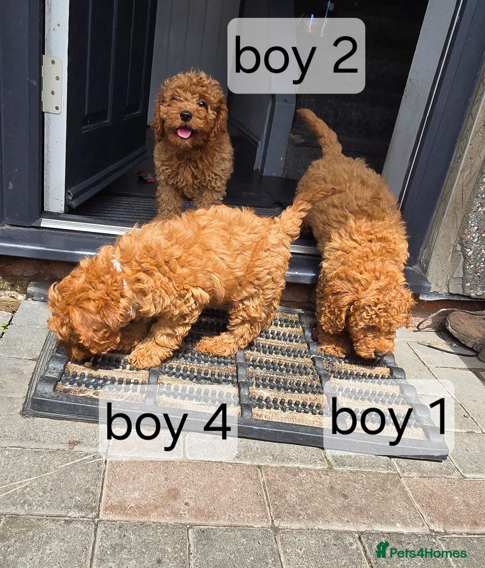 Cavapoo dogs BOYS ONLY cavapoo pups ready to leave  - Advert 2