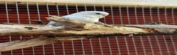 Budgerigars birds for sale: Baby budgies  - Advert 7