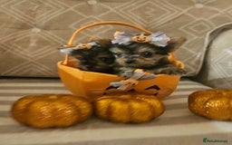 Yorkshire Terrier dogs for sale: Yorkshire terrier puppies  - Image 19