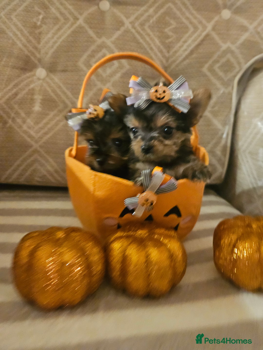 Yorkshire Terrier dogs for sale: Yorkshire terrier puppies  - Image 19