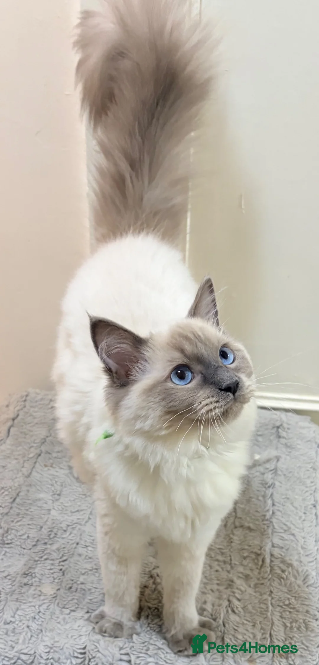 Ragdoll cats for sale: £400.Full pedigree Ragdoll kittens for sale. - Advert 2