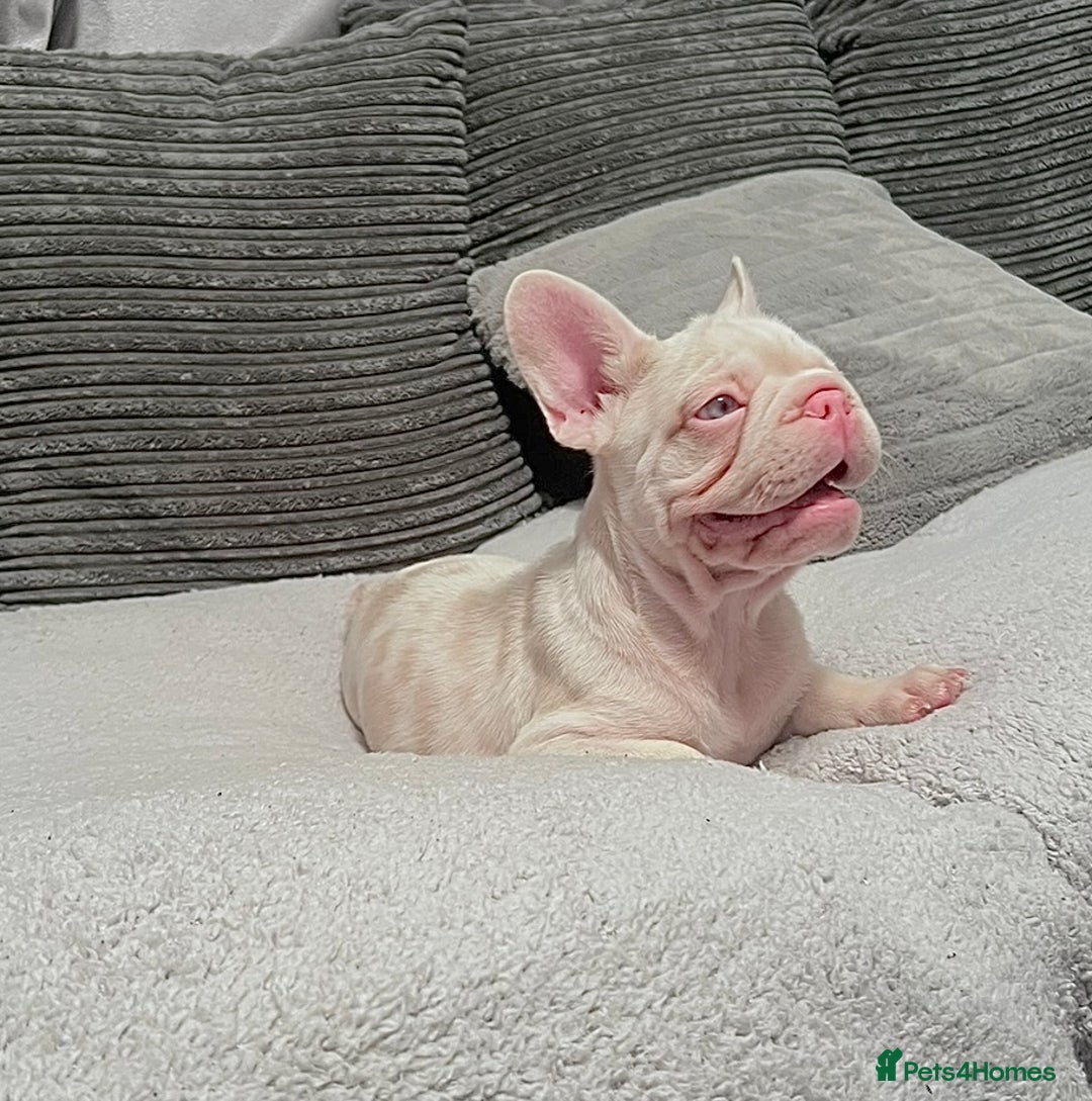 French Bulldog dogs for sale: KC reg 4 panel health test + DNA Male Frenchie Pup - Advert 11