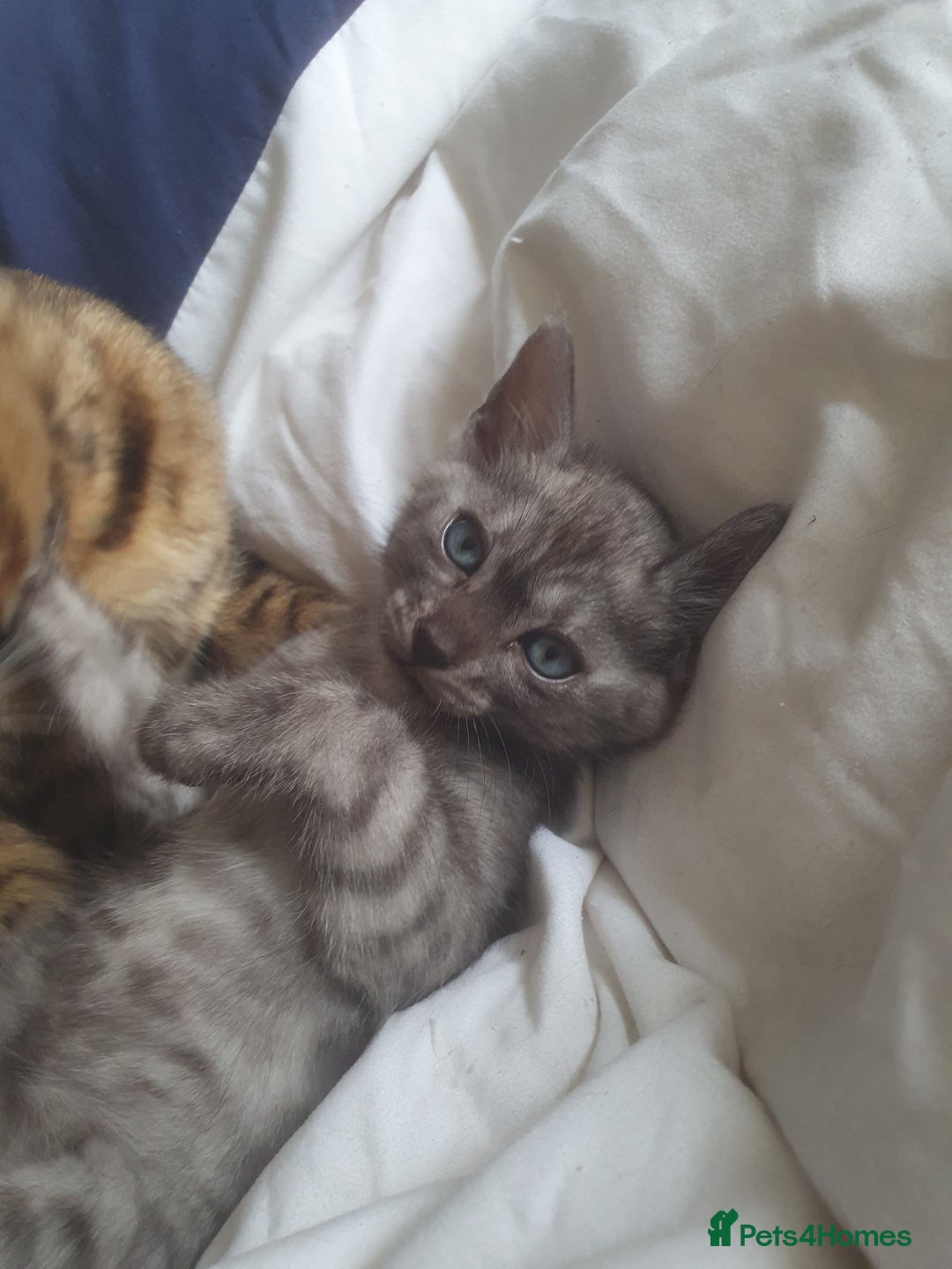 Bengal cats for sale: Silver bengal kitten  - Image 5