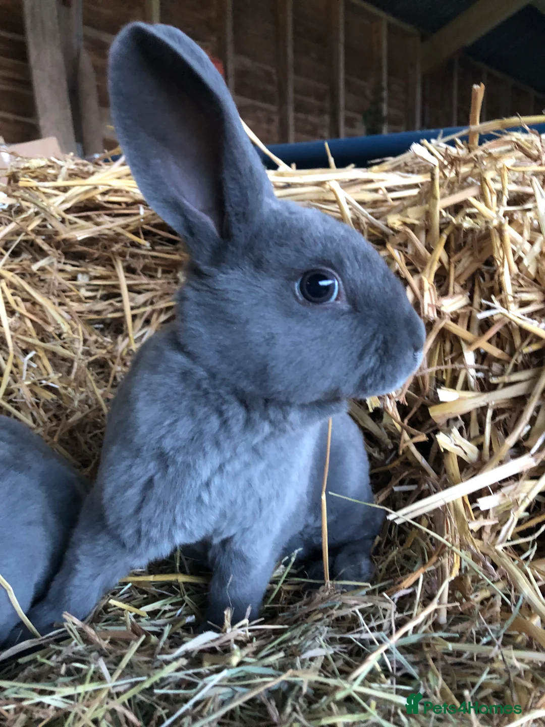Rex rabbits for sale: Beautiful purebred velvet mini Rex rabbits 🐰🌿 - Advert 20