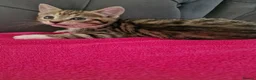 Mixed Breed cats for sale: 5 gorgeous kittens - Advert 3