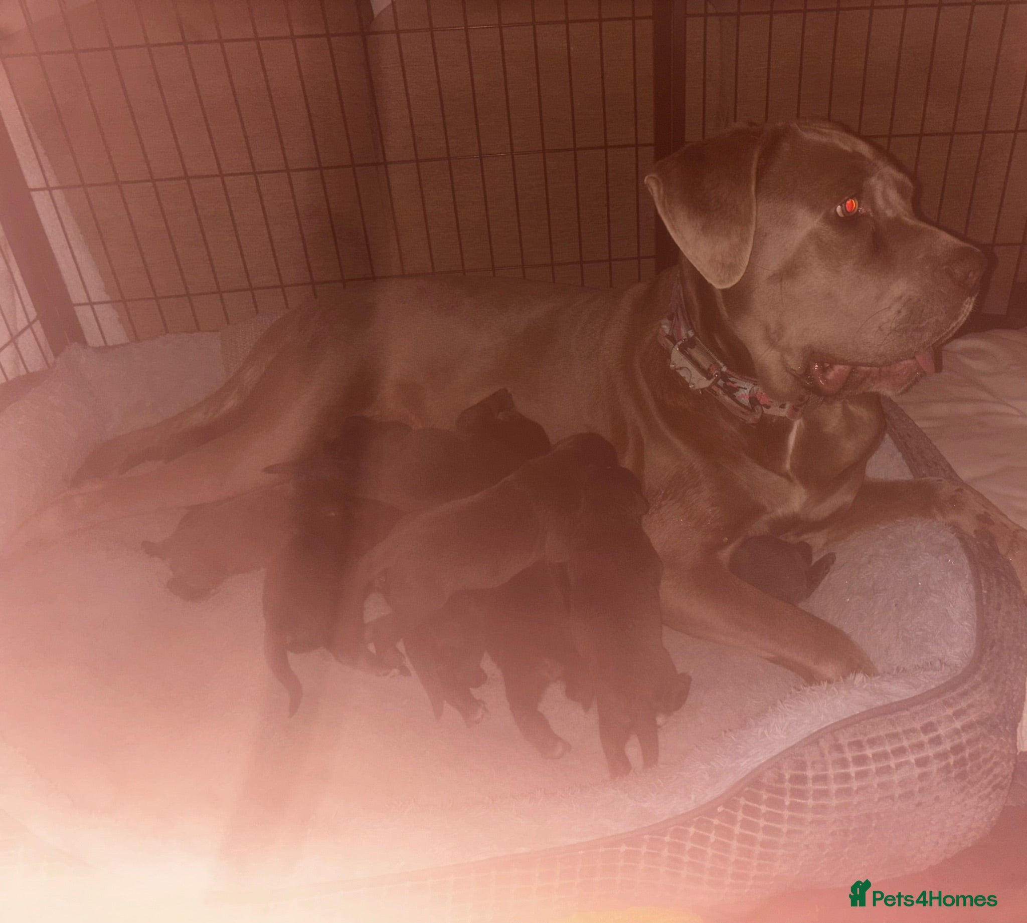 Cane Corso dogs 11 beautiful Cane Corso puppies Availabe - Advert 1