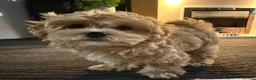 Maltipoo dogs for sale: Beautiful Maltipoo Puppies – Daisy & Ruby - Advert 11