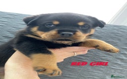 Rottweiler dogs for sale: KC Rottweiler puppies ready 16/11/25 - Image 19