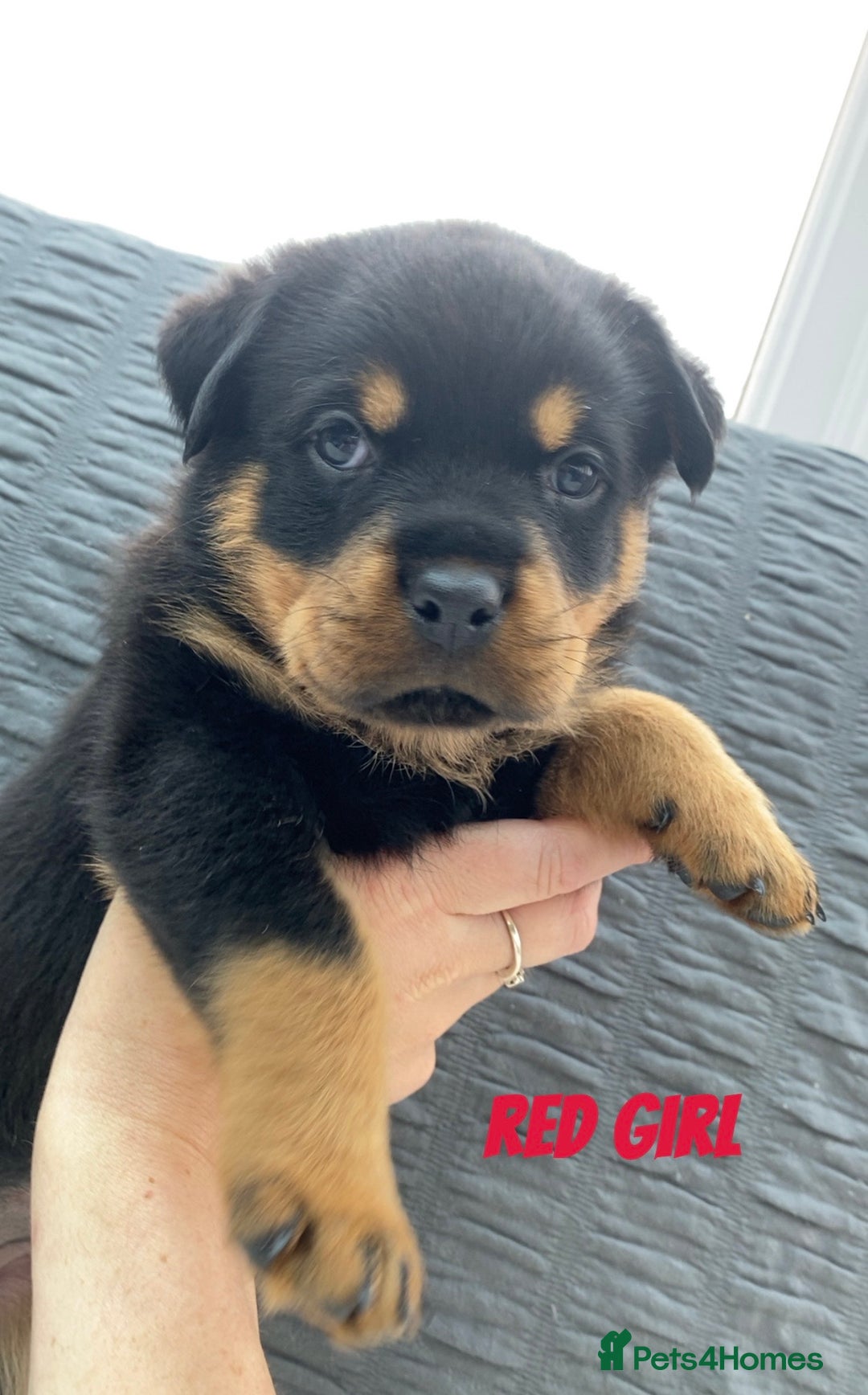 Rottweiler dogs for sale: KC Rottweiler puppies ready 16/11/25 - Image 19