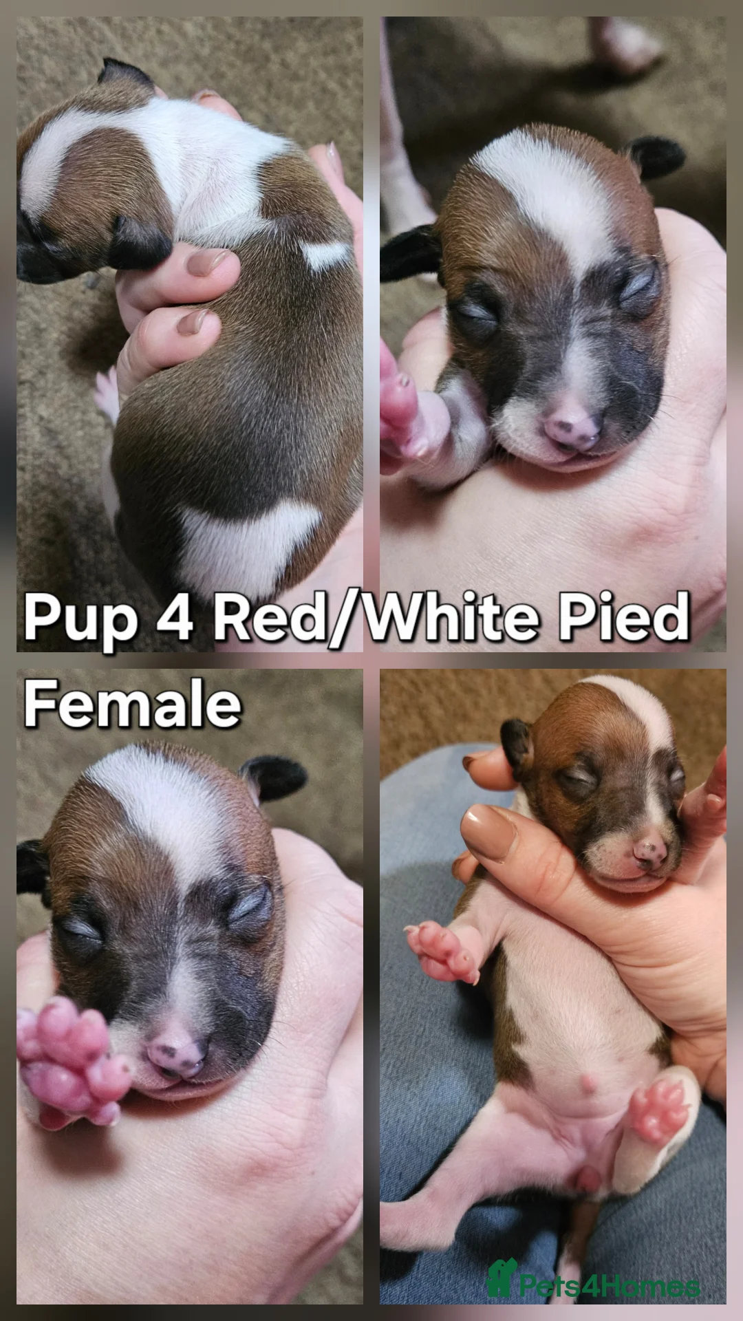 Italian Greyhound dogs for sale: Beautiful Italian Greyhound Puppies KC Registered - Advert 18